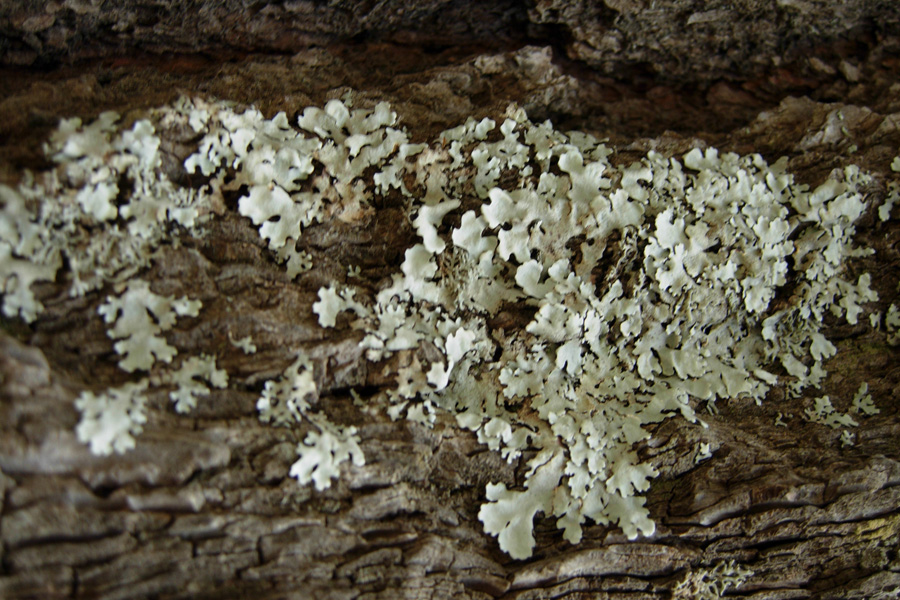 Da Creta: Xanthoria sp e Parmelia sp?